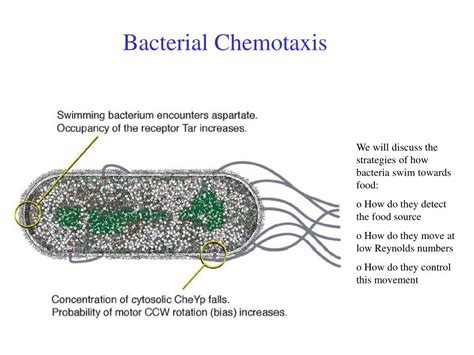 A Bacterial Cell Exhibiting Chemotaxis Probably Has