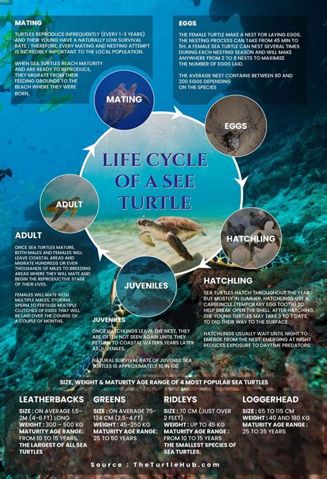 A Life Cycle Of A Sea Turtle