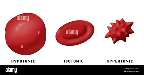 A Red Blood Cell Placed In A Hypertonic Medium Will