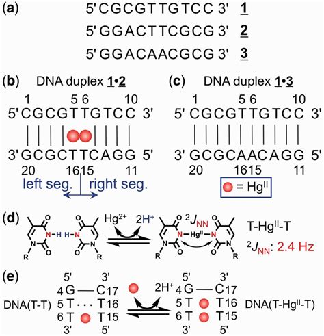 A Section Of Dna Has The Base Sequence Shown In