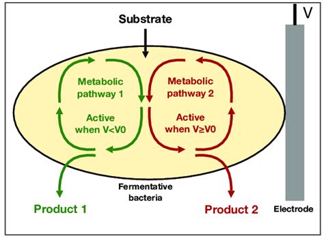 A Strictly Fermentative Bacterium Produces Energy