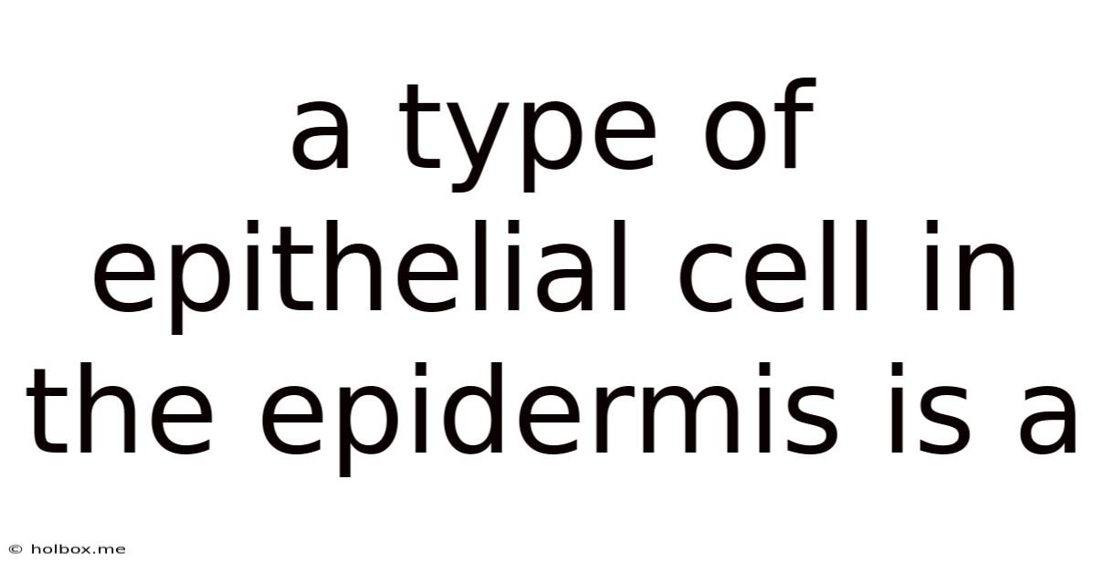A Type Of Epithelial Cell In The Epidermis Is A