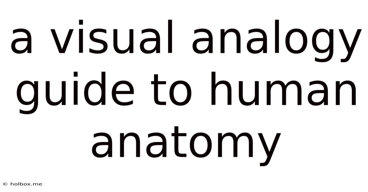 A Visual Analogy Guide To Human Anatomy