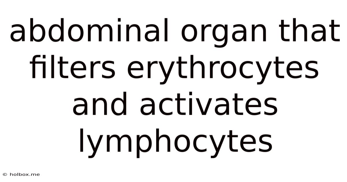 Abdominal Organ That Filters Erythrocytes And Activates Lymphocytes