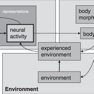 According To The Neuroconstructivist View Of Brain Development