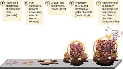 All Of The Following Are Correct About Biofilms Except