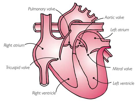 All Of The Following Are Heart Valves Except