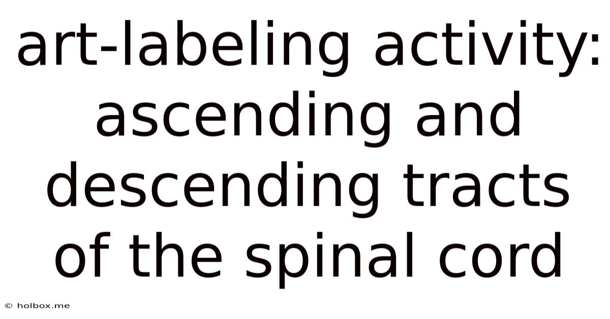 Art-labeling Activity: Ascending And Descending Tracts Of The Spinal Cord