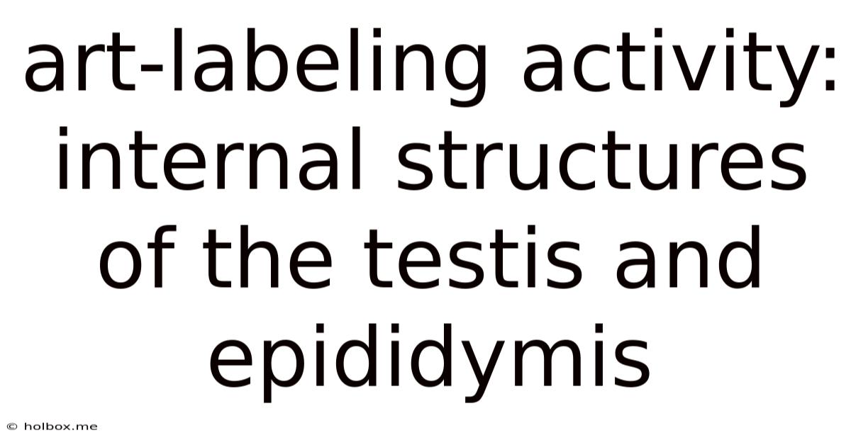 Art-labeling Activity: Internal Structures Of The Testis And Epididymis
