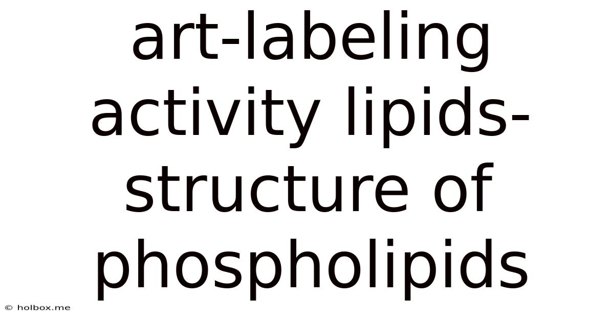 Art-labeling Activity Lipids- Structure Of Phospholipids
