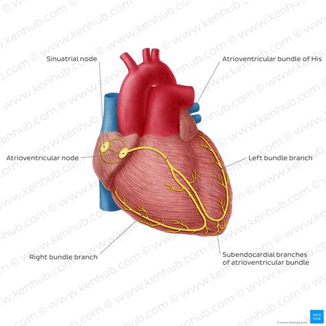 Art-labeling Activity Overview Of The Cardiac Conduction System