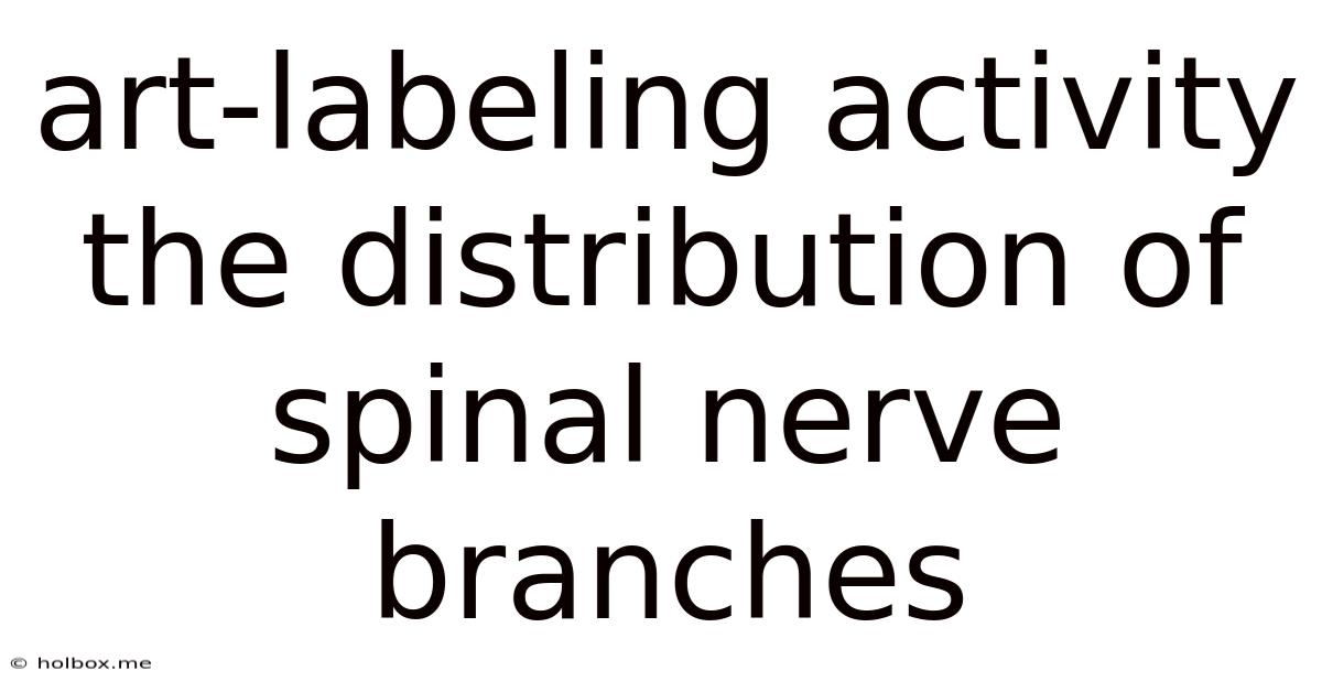 Art-labeling Activity The Distribution Of Spinal Nerve Branches