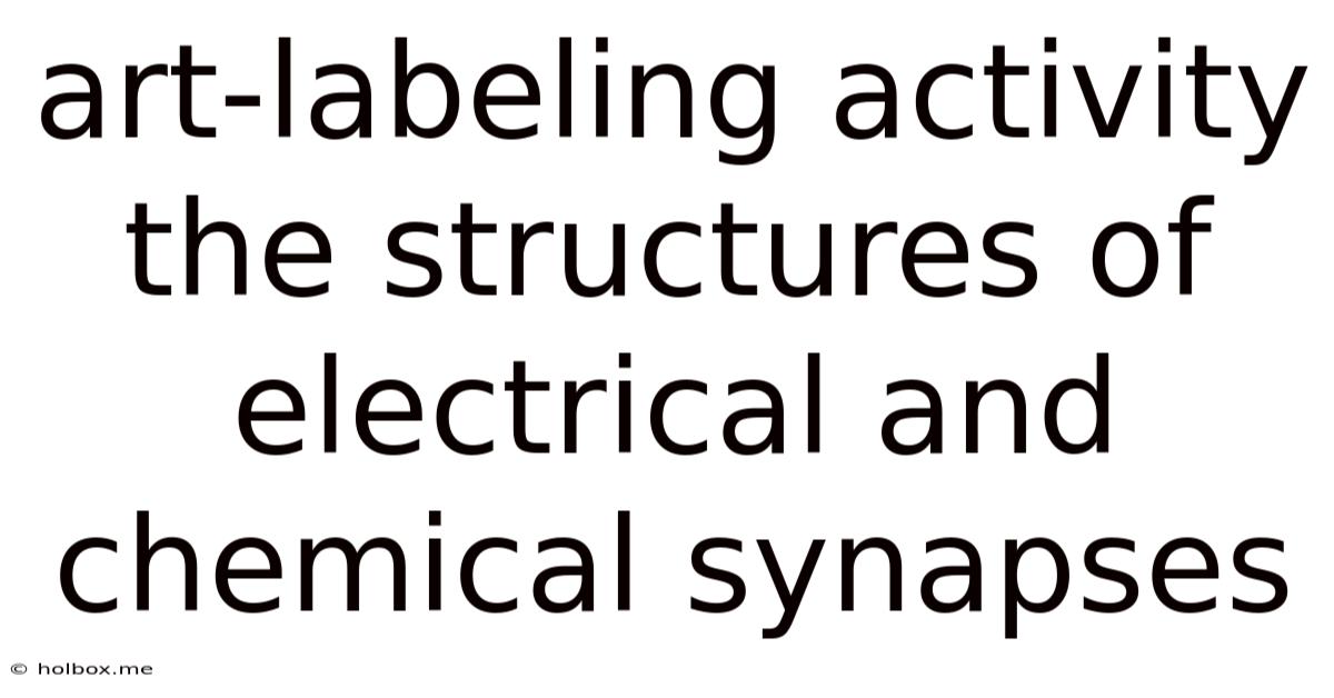 Art-labeling Activity The Structures Of Electrical And Chemical Synapses