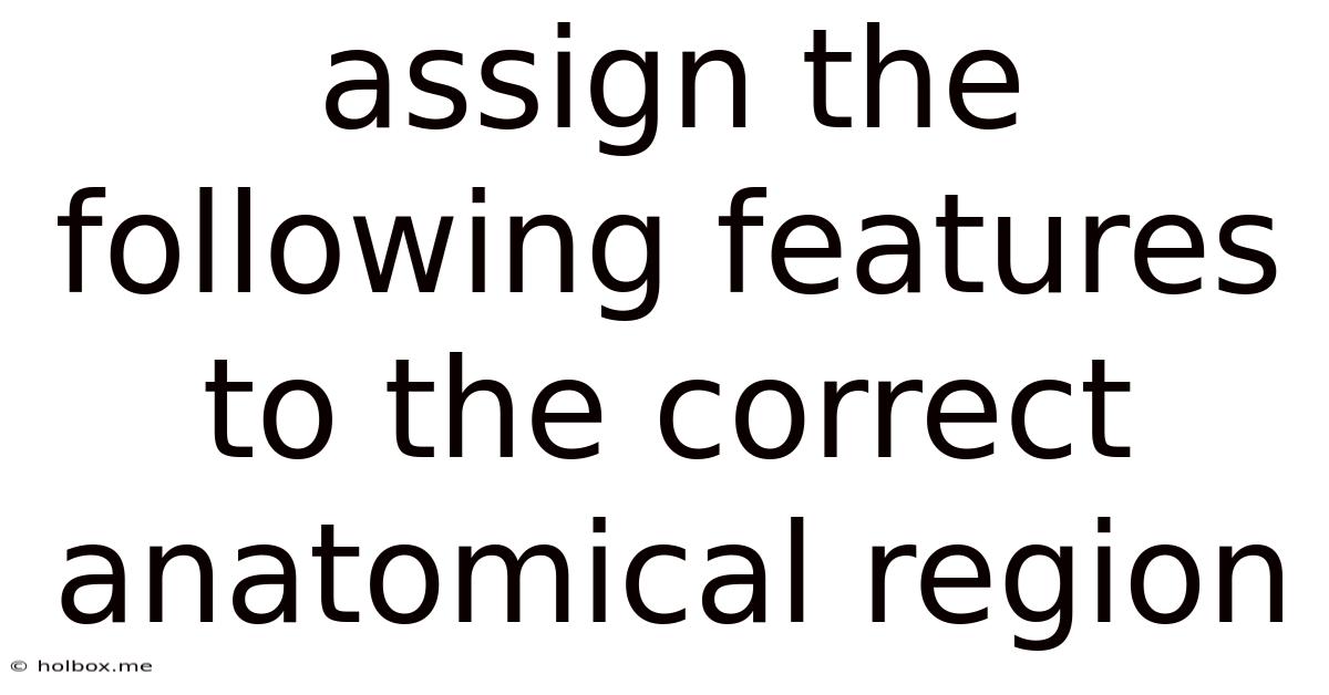Assign The Following Features To The Correct Anatomical Region