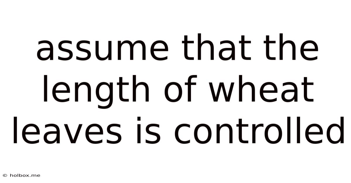 Assume That The Length Of Wheat Leaves Is Controlled