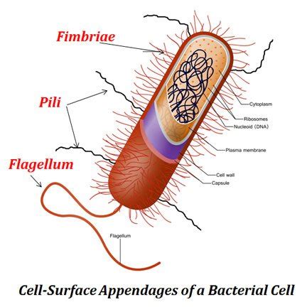 Bacterial Cells Could Have Any Of The Following Appendages Except