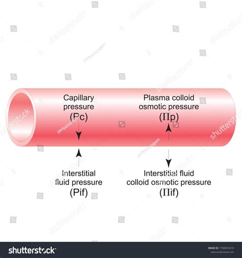 Blood Colloid Osmotic Pressure Is Largely Due To