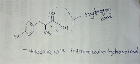 Can Tyrosine Form Hydrogen Bonds With Its Side Chain