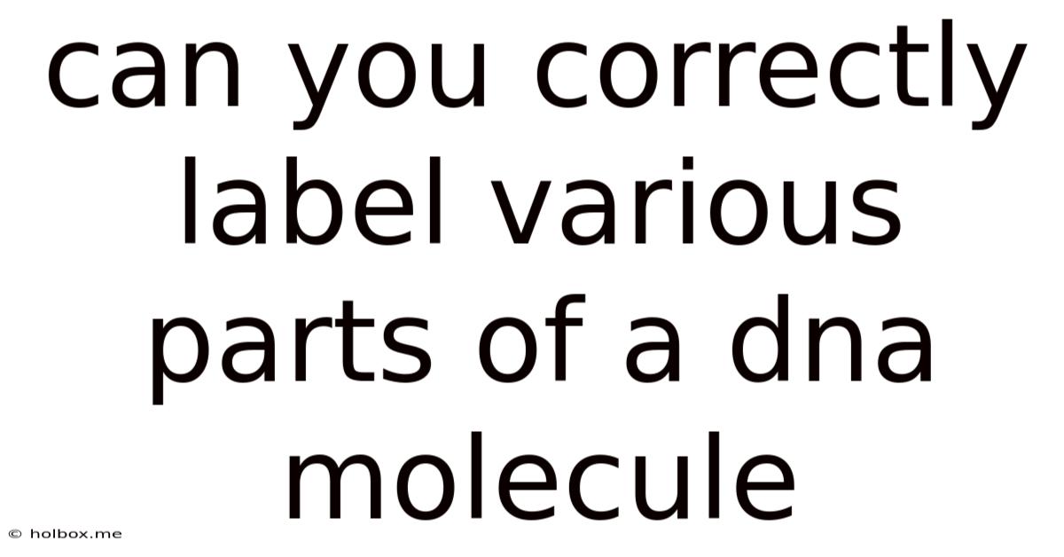 Can You Correctly Label Various Parts Of A Dna Molecule