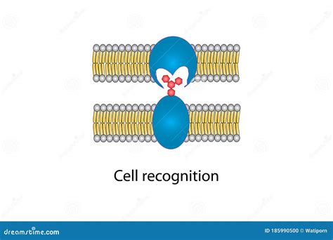 Cell Recognition Proteins Are Involved In