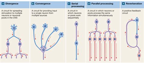 Choose All That Are Characteristics Of Neural Pools.