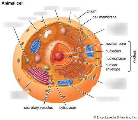 Choose The Best Description Of The Cell Cytoskeleton.