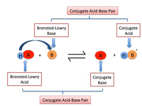 Click On The Beaker That Shows The BrÃ¸nsted-lowry Base.