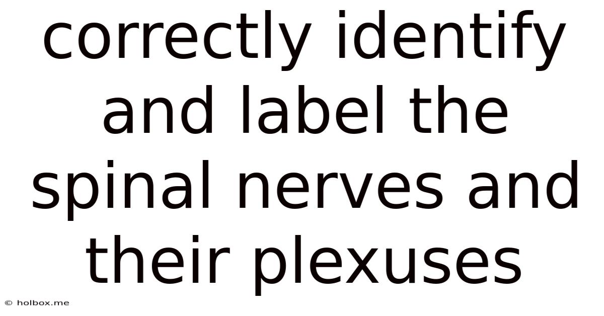 Correctly Identify And Label The Spinal Nerves And Their Plexuses