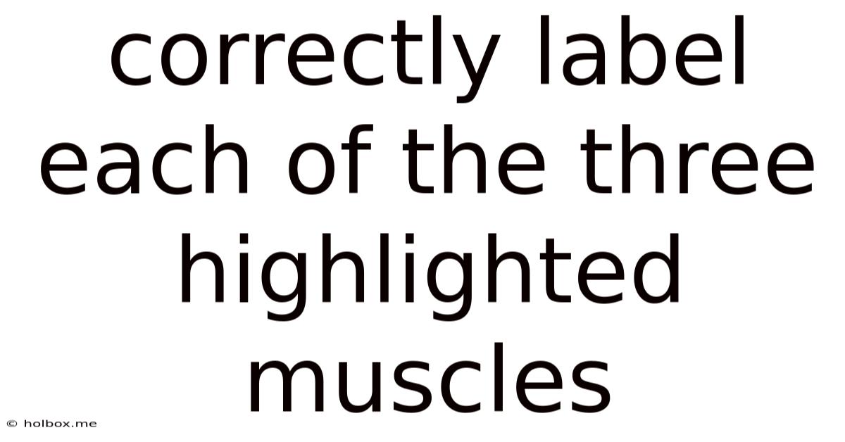 Correctly Label Each Of The Three Highlighted Muscles