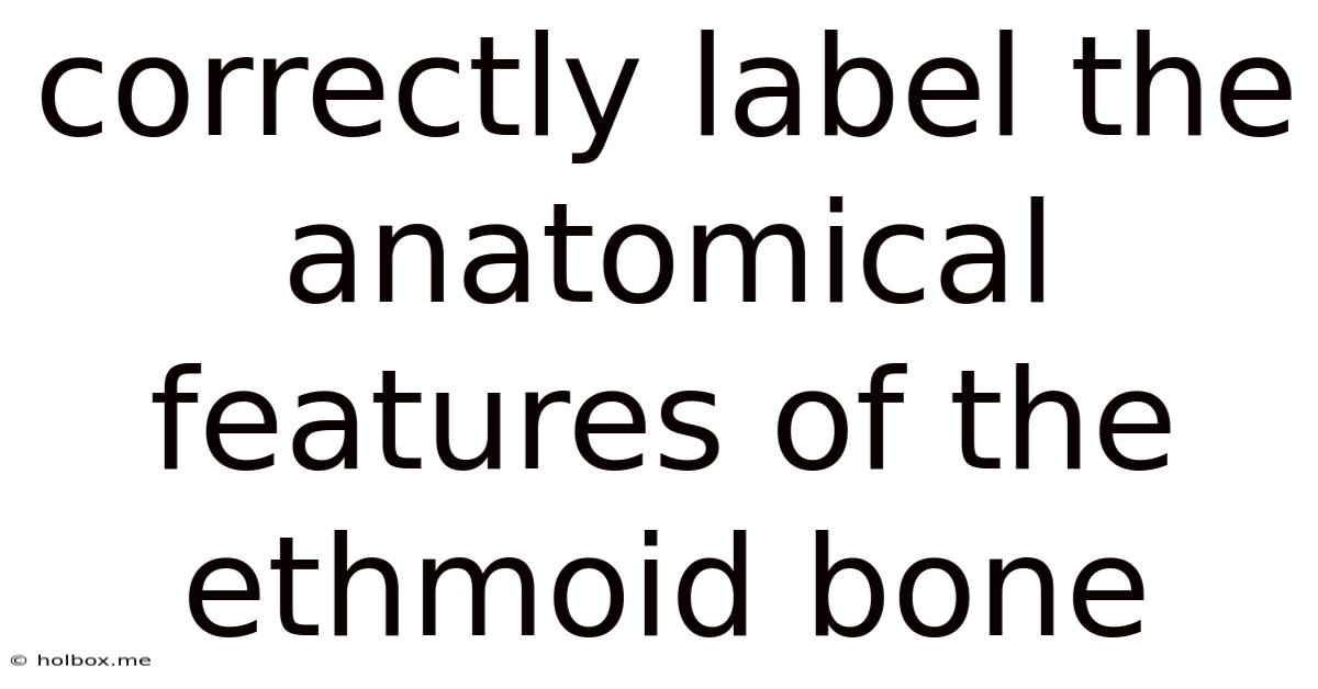 Correctly Label The Anatomical Features Of The Ethmoid Bone