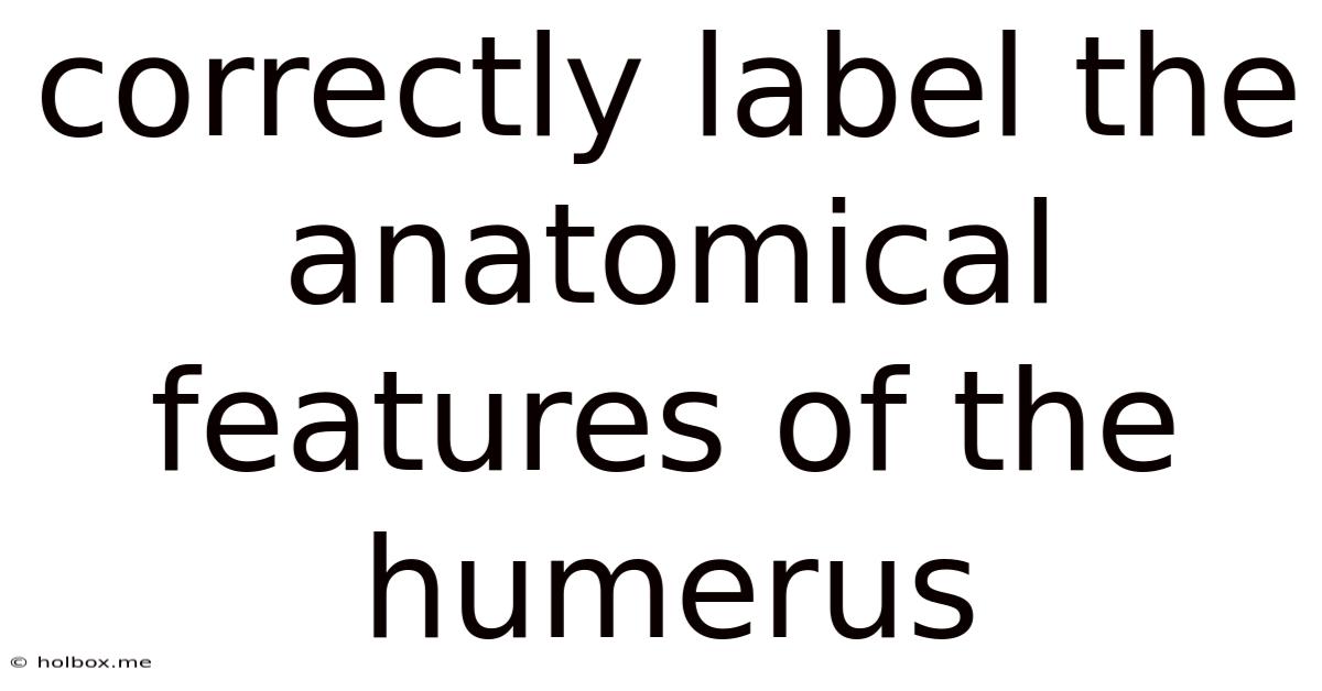 Correctly Label The Anatomical Features Of The Humerus