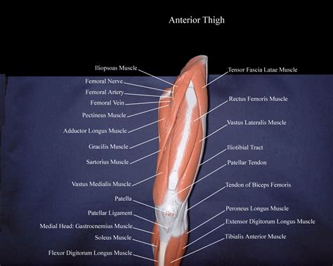 Correctly Label The Anterior Muscles Of The Thigh