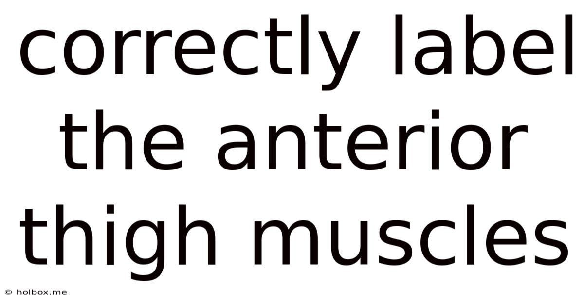 Correctly Label The Anterior Thigh Muscles