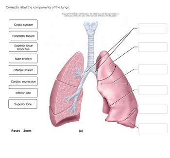 Correctly Label The Components Of The Lungs