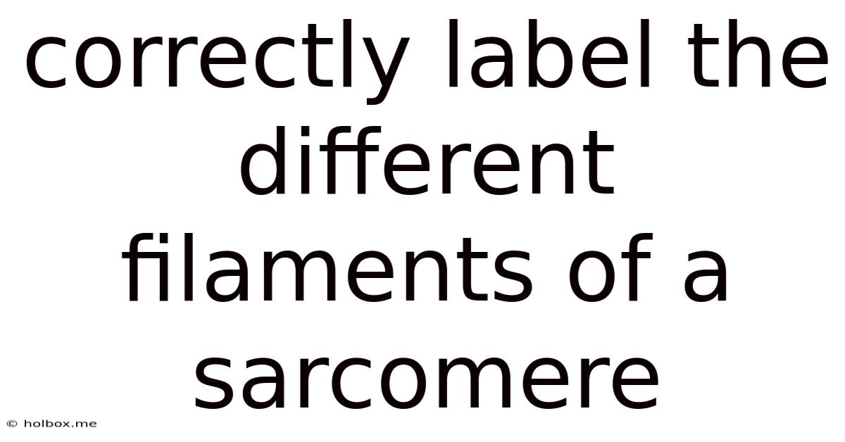 Correctly Label The Different Filaments Of A Sarcomere