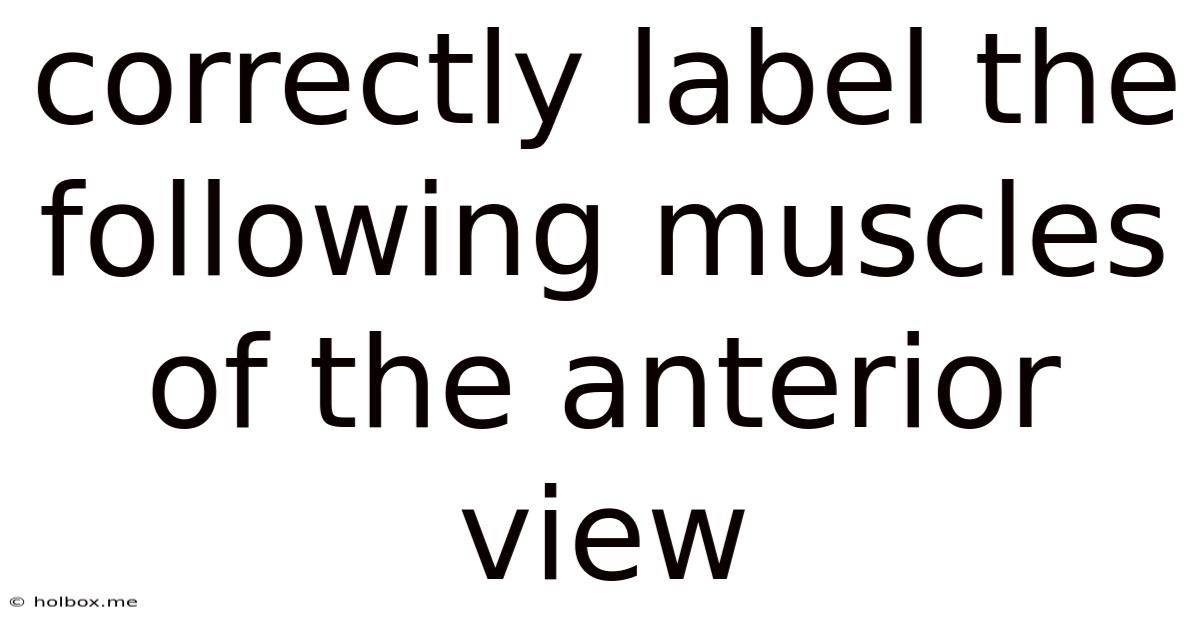 Correctly Label The Following Muscles Of The Anterior View