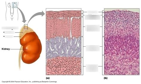 Correctly Label The Following Parts Of The Adrenal Gland.