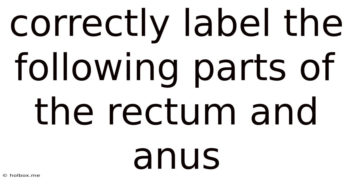 Correctly Label The Following Parts Of The Rectum And Anus