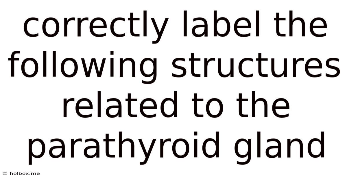 Correctly Label The Following Structures Related To The Parathyroid Gland