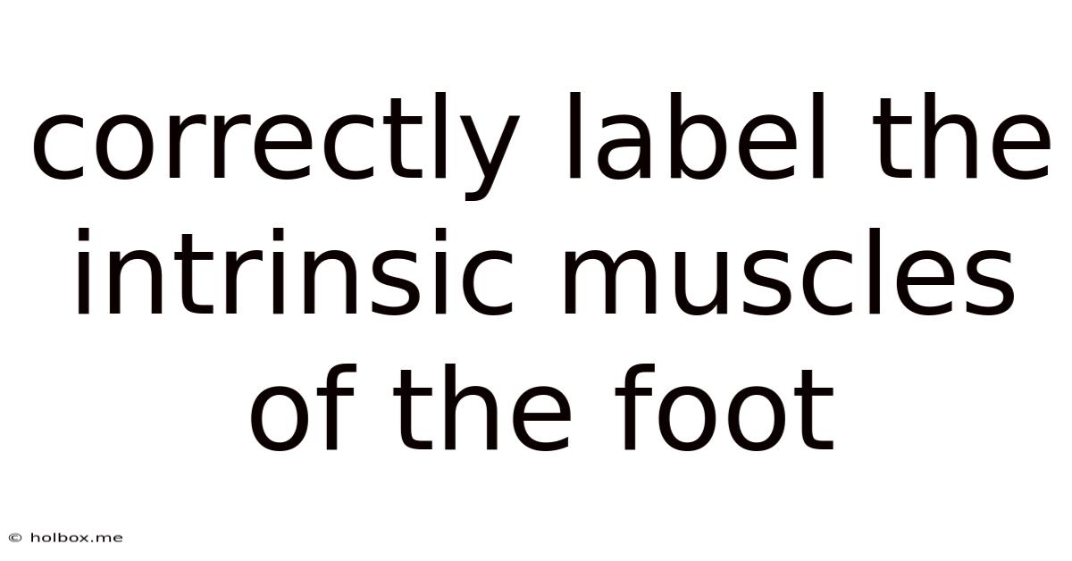 Correctly Label The Intrinsic Muscles Of The Foot