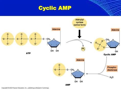 Cyclic Amp Phosphodiesterase Is An Enzyme That Catalyzes The Conversion