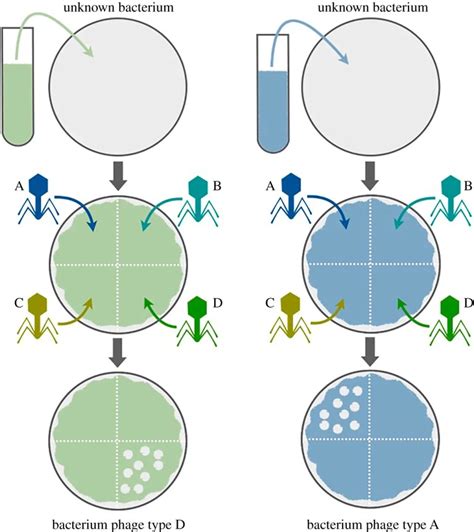 Describe How This Exercise Demonstrates The Principle Of Phage Typing