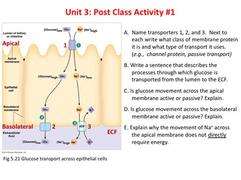 Determine Optimal Ratio Of Sodium:glu Per Transport Process Chegg