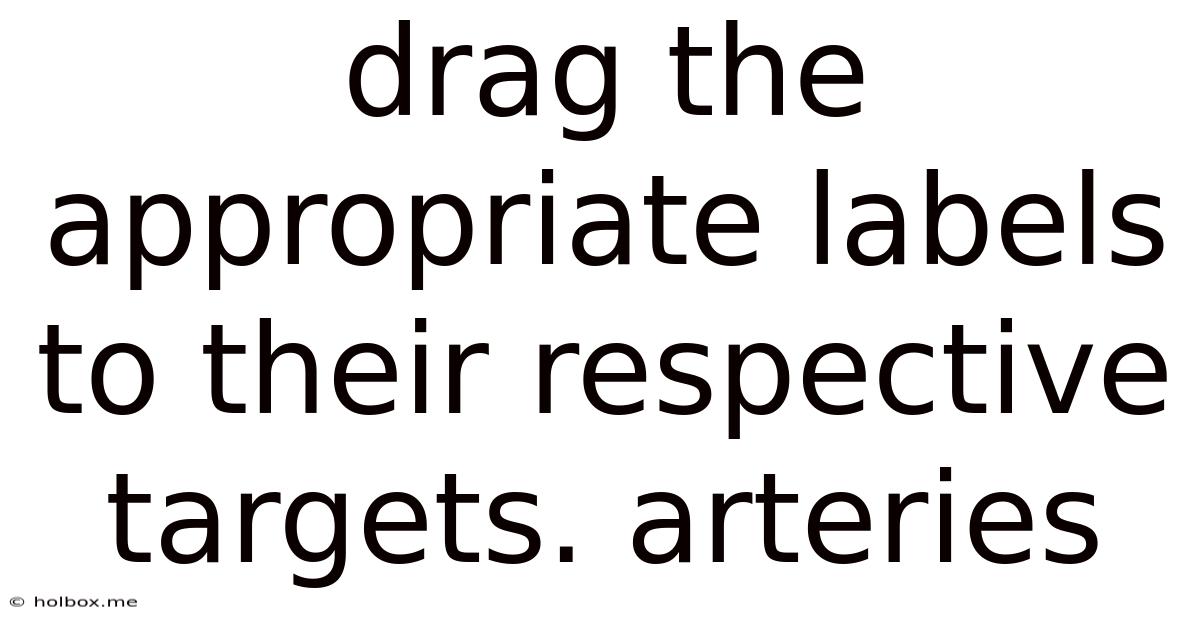 Drag The Appropriate Labels To Their Respective Targets. Arteries