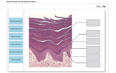 Drag The Labels Onto The Epidermal Layers