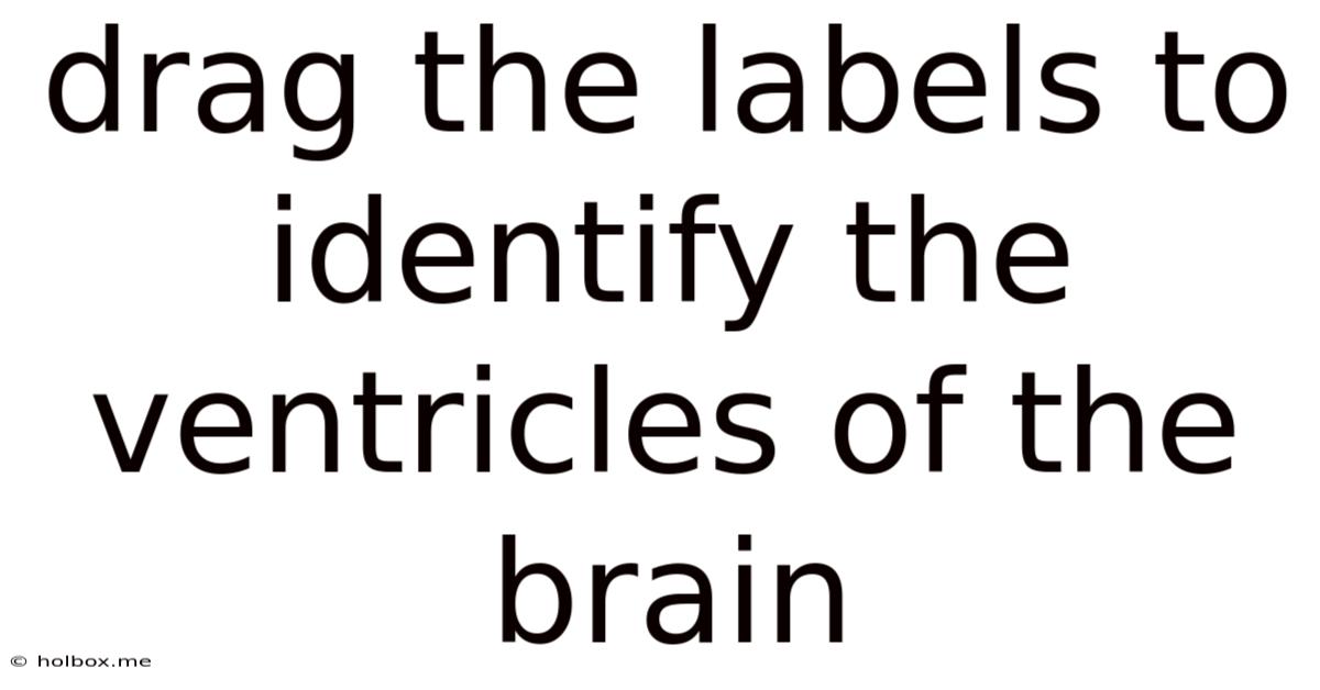 Drag The Labels To Identify The Ventricles Of The Brain