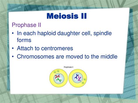 During _____ A Spindle Forms In A Haploid Cell.