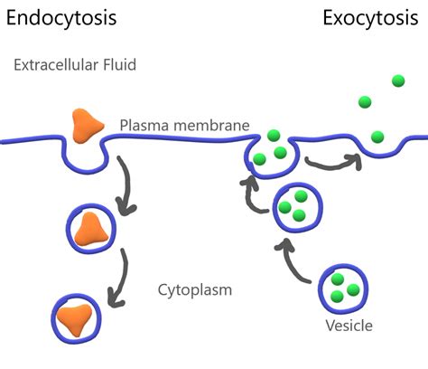 Endocytosis Moves Materials _____ A Cell Via _____.