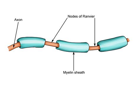 Gaps Or Interruptions In The Myelin Sheath Are Called