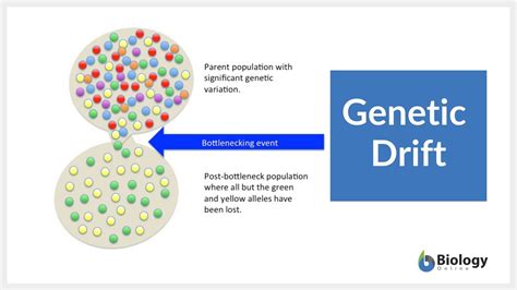 Genetic Drift Is A Process Based On _____.